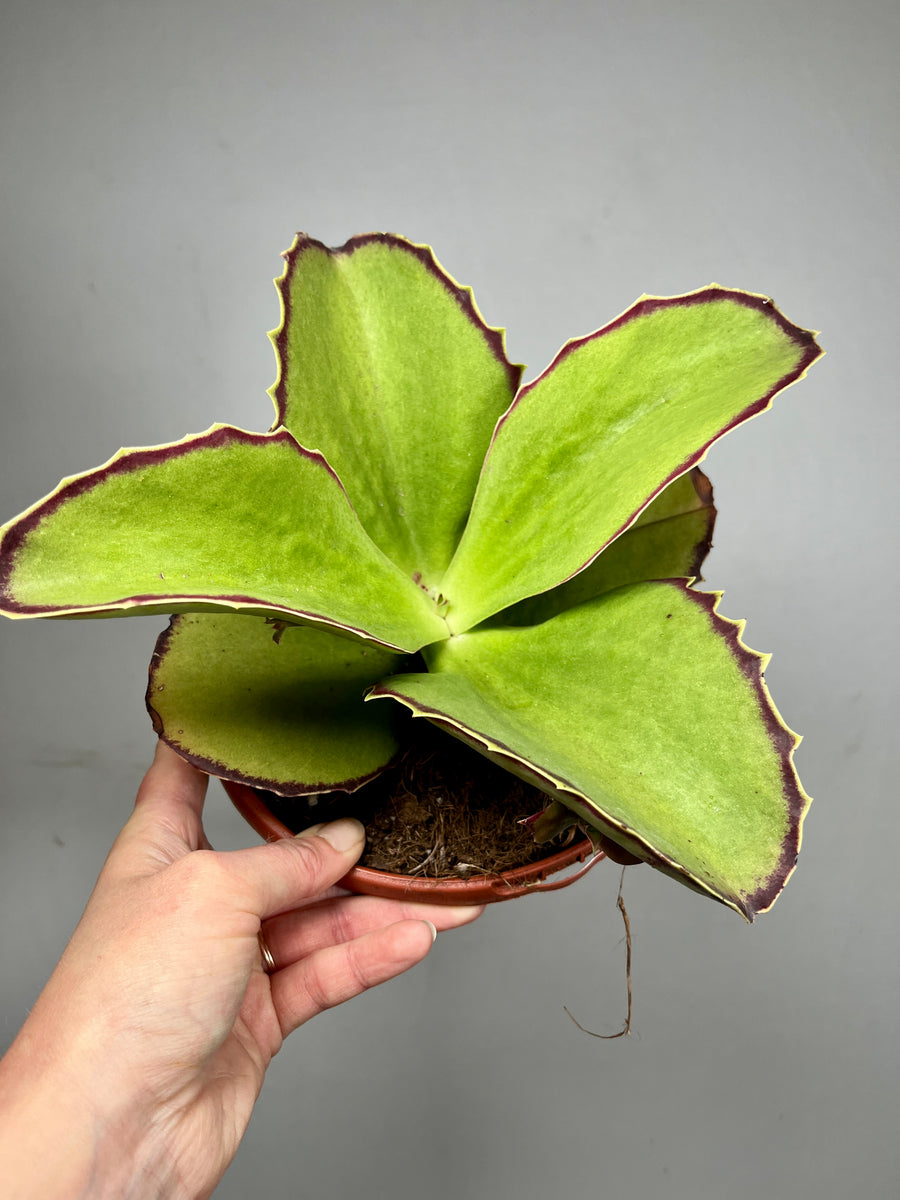 Kalanchoe Synsepala Rare Walking Kalanchoe Unusual Indoor Succulent kalanchoe-synsepala-rare-walking-kalanchoe-unusual-indoor-succulent