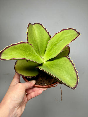 Kalanchoe synsepala – Walking Kalanchoe