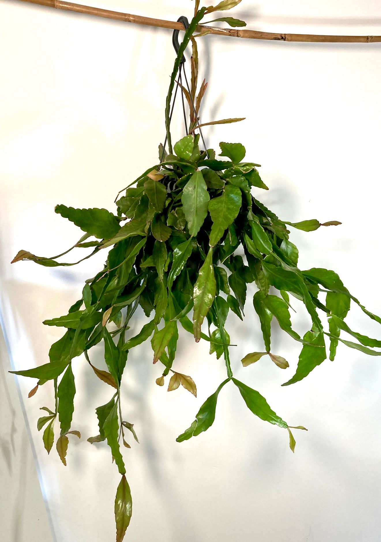 Rhipsalis elliptica