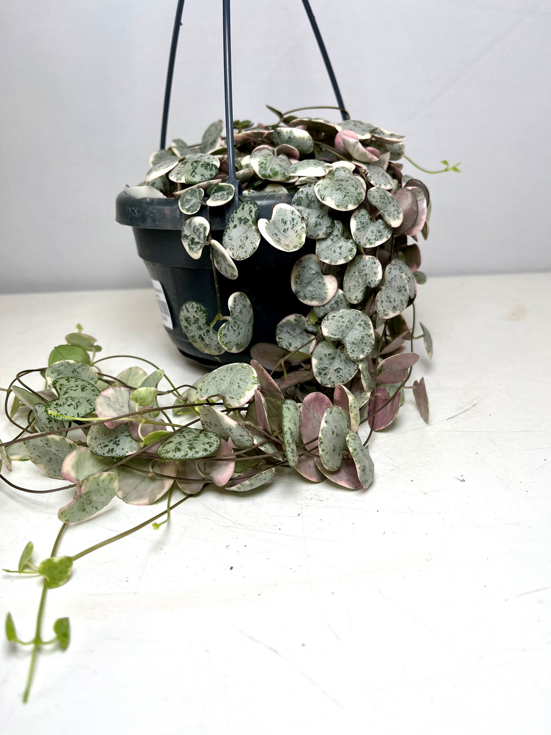 Varigated Ceropegia woodii - String of Hearts
