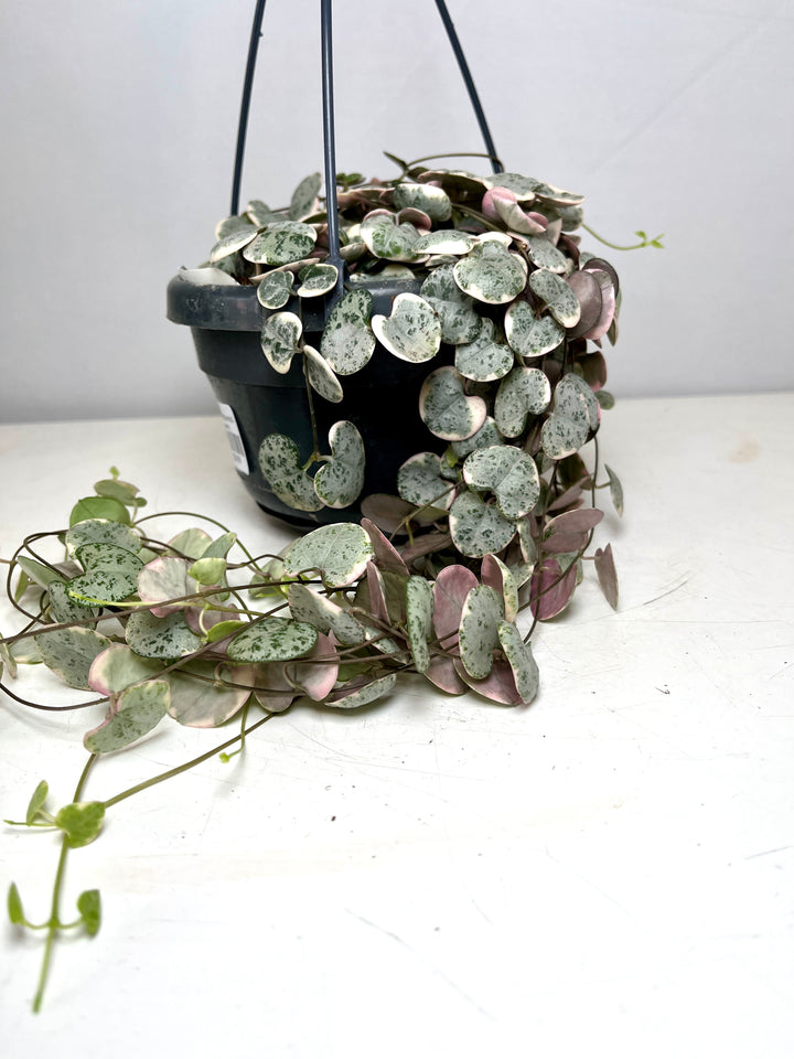 Varigated Ceropegia woodii - String of Hearts