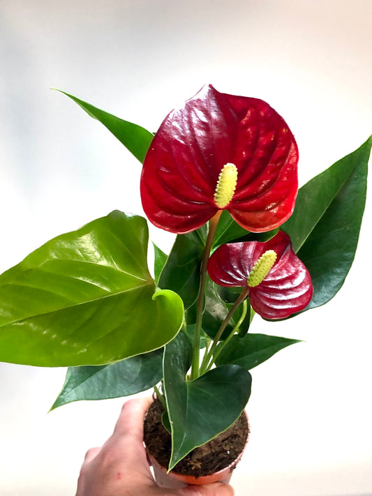 Anthurium Andraeanum 'Diamond Red'