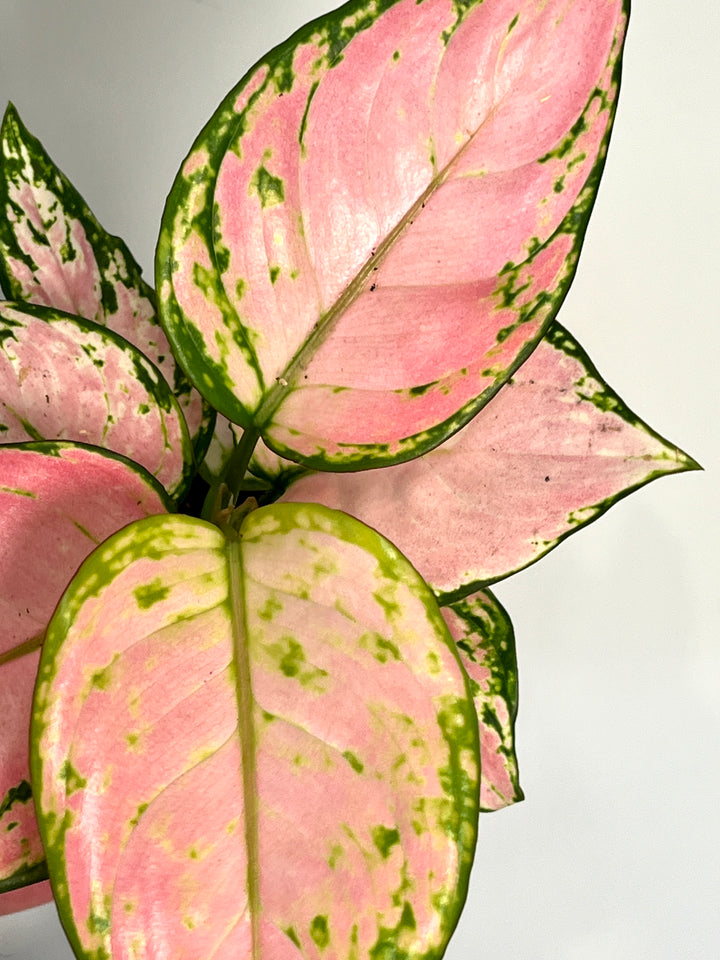 Aglaonema pink