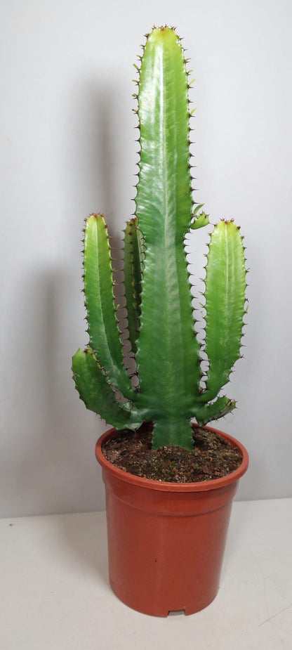 Euphorbia Erytrea