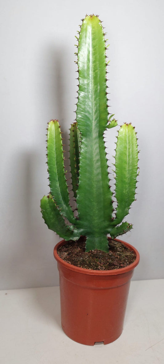 Euphorbia Erytrea