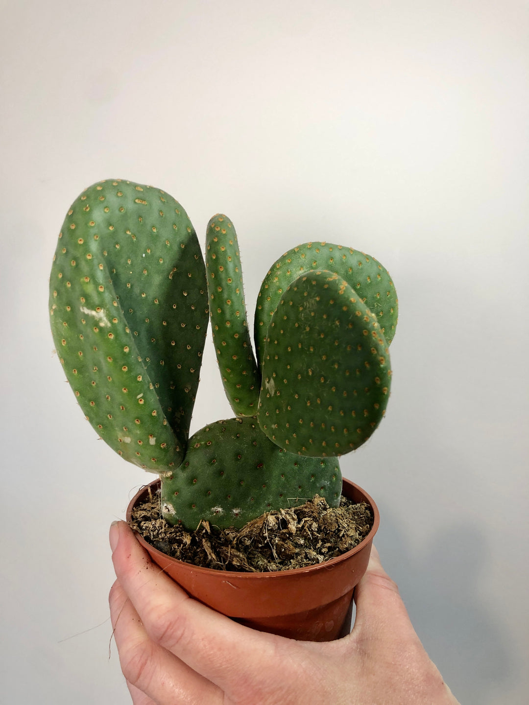 Opuntia microdasys inermis