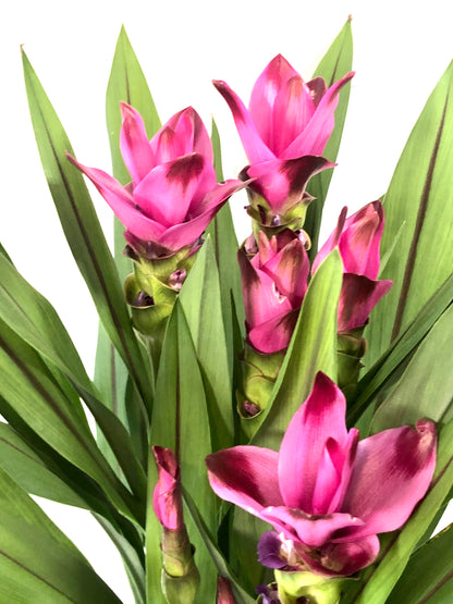 Curcuma Siam Splash