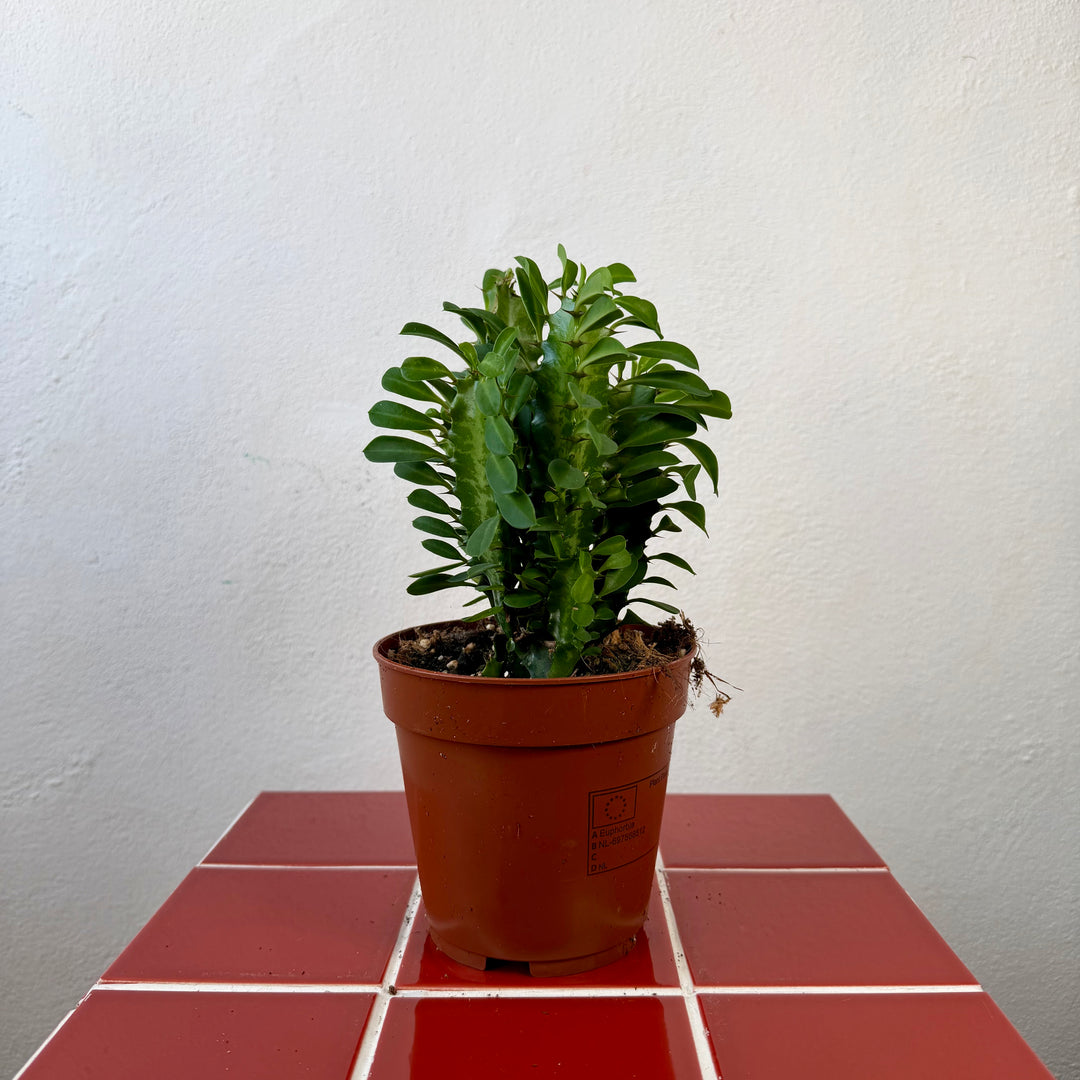 Euphorbia trigona - African Milk Tree