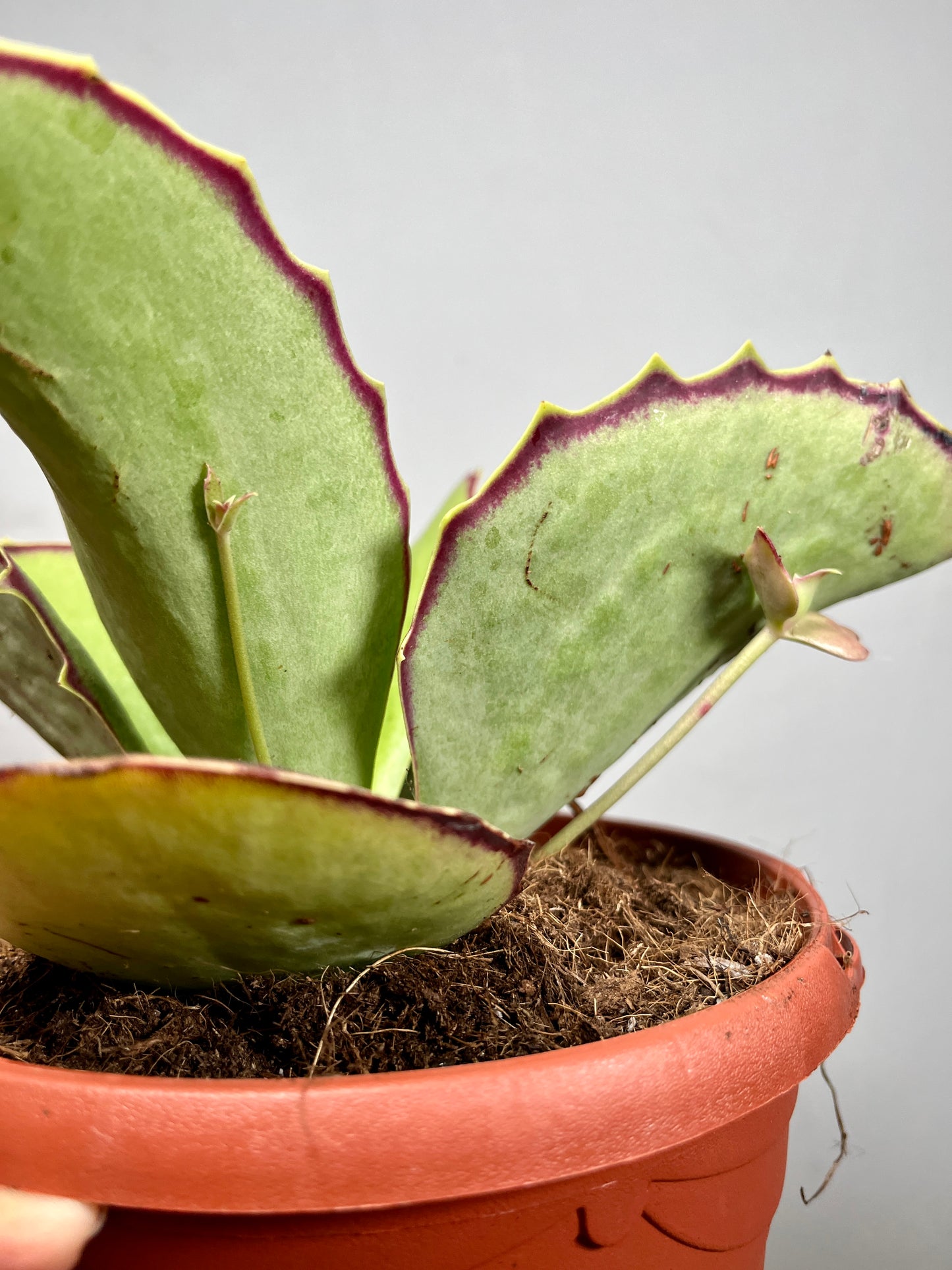 Kalanchoe synsepala – Walking Kalanchoe