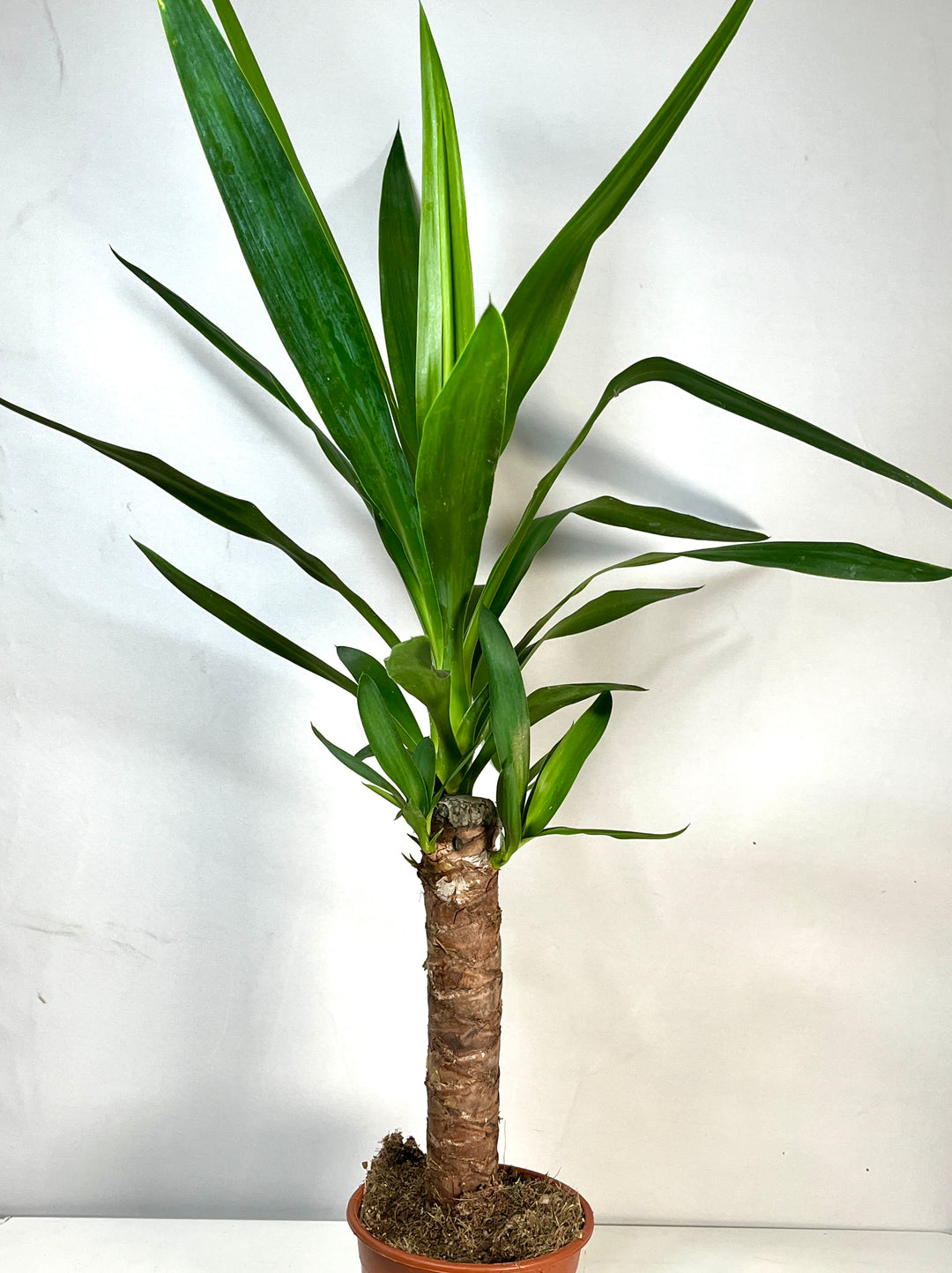 Yucca