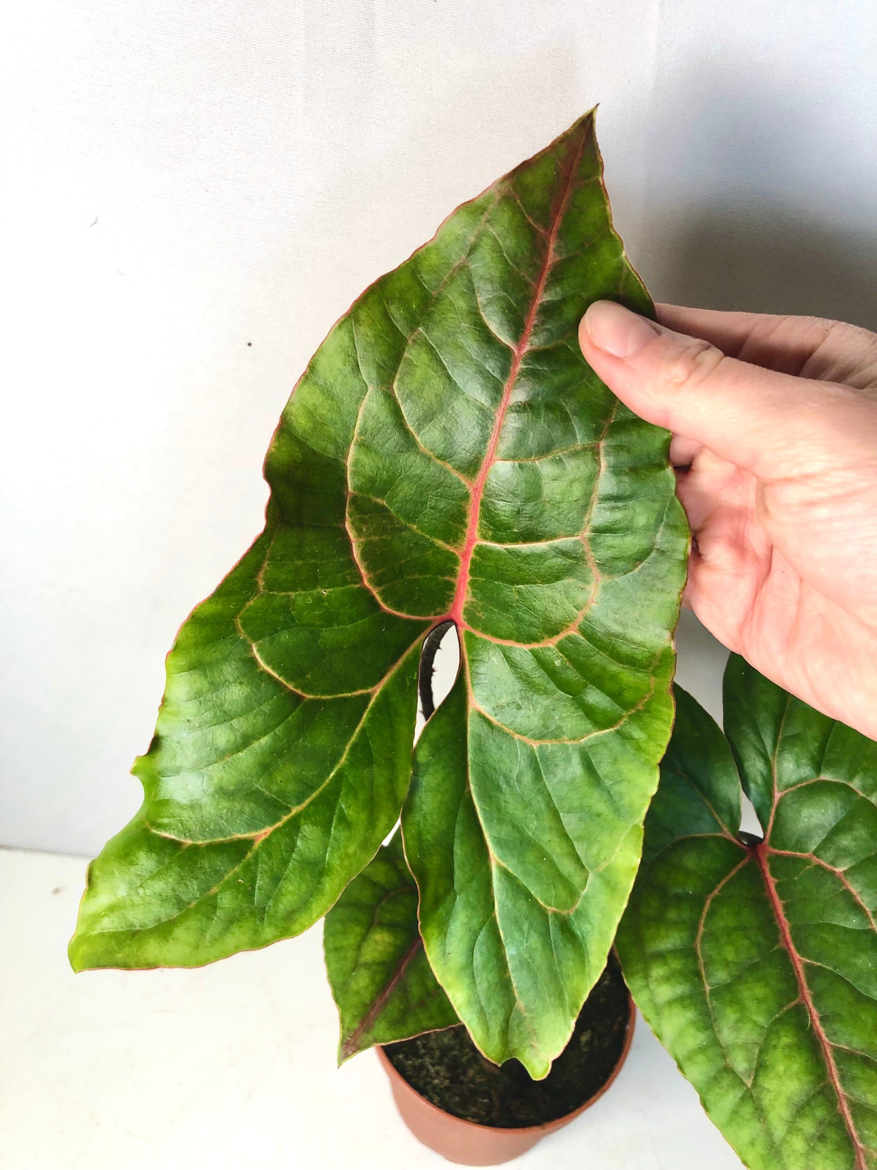 Plant Alocasia Cyrtosperma Johnstonii Black popular Jack