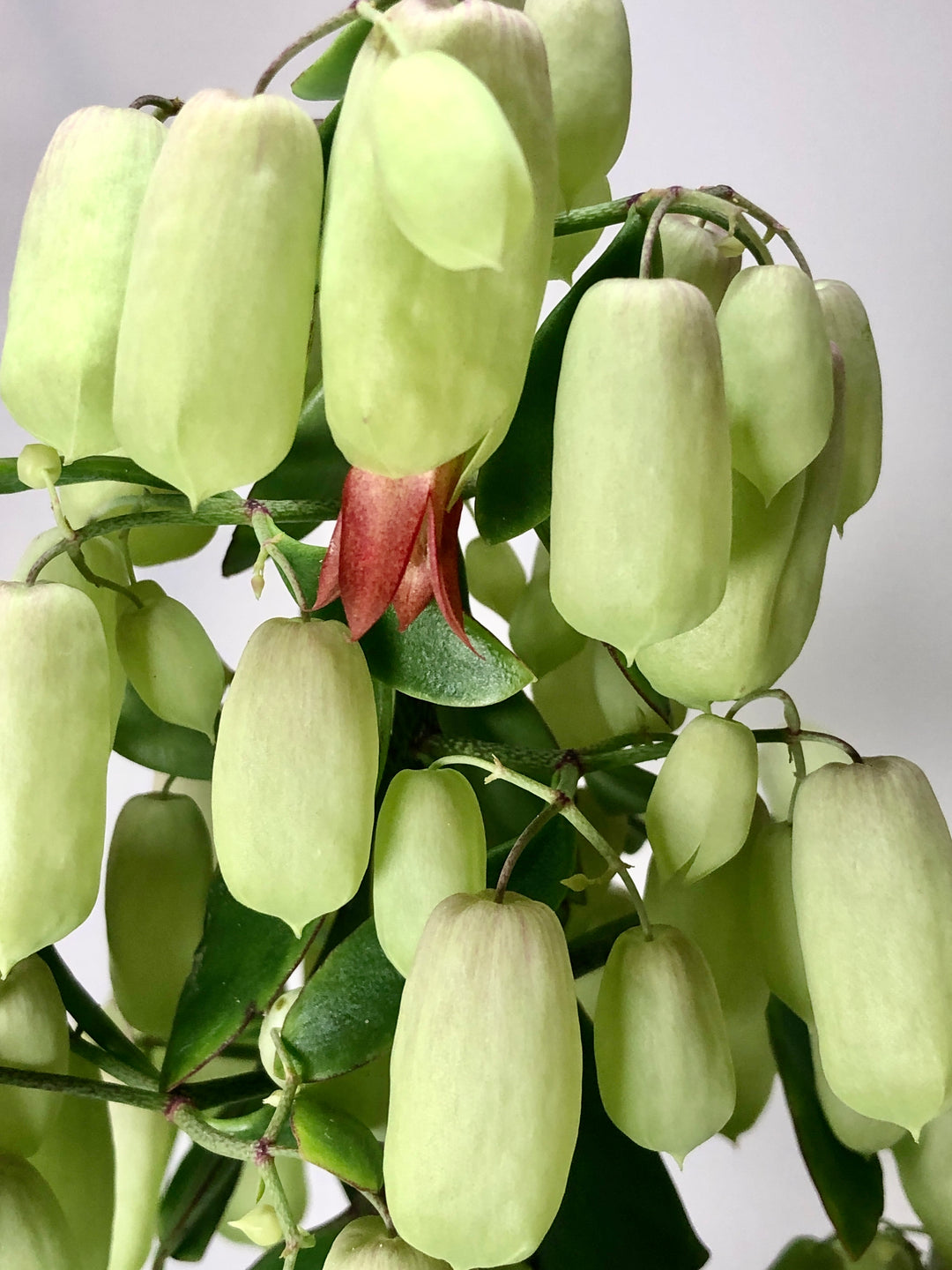 Kalanchoe 'Magic Bell'
