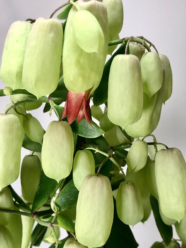 Kalanchoe 'Magic Bell'