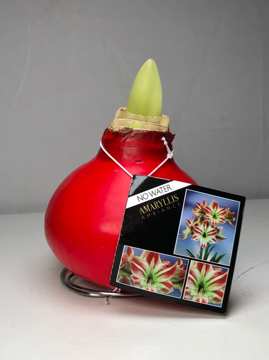Hippeastrum- Amaryllis bulb
