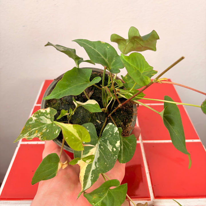 Fallopia multiflora 'Variegata' - Polygonum multiflorum