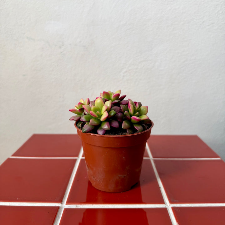 Anacampseros ‘Sunrise’ – Sunrise Succulent