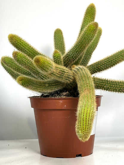 Cleistocactus winteri (Hildewintera aureispina) - Golden Rat tail Cactus