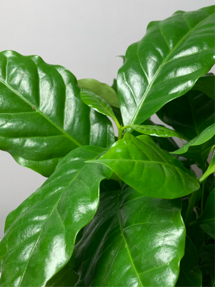 Coffea Arabica - coffee plant