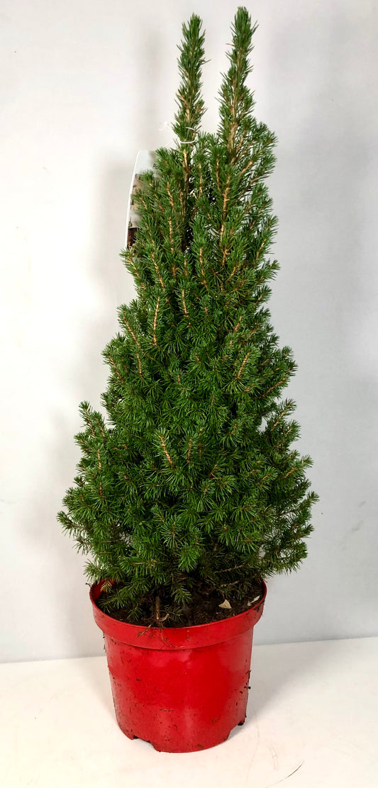 Picea glauca 'Perfecta'