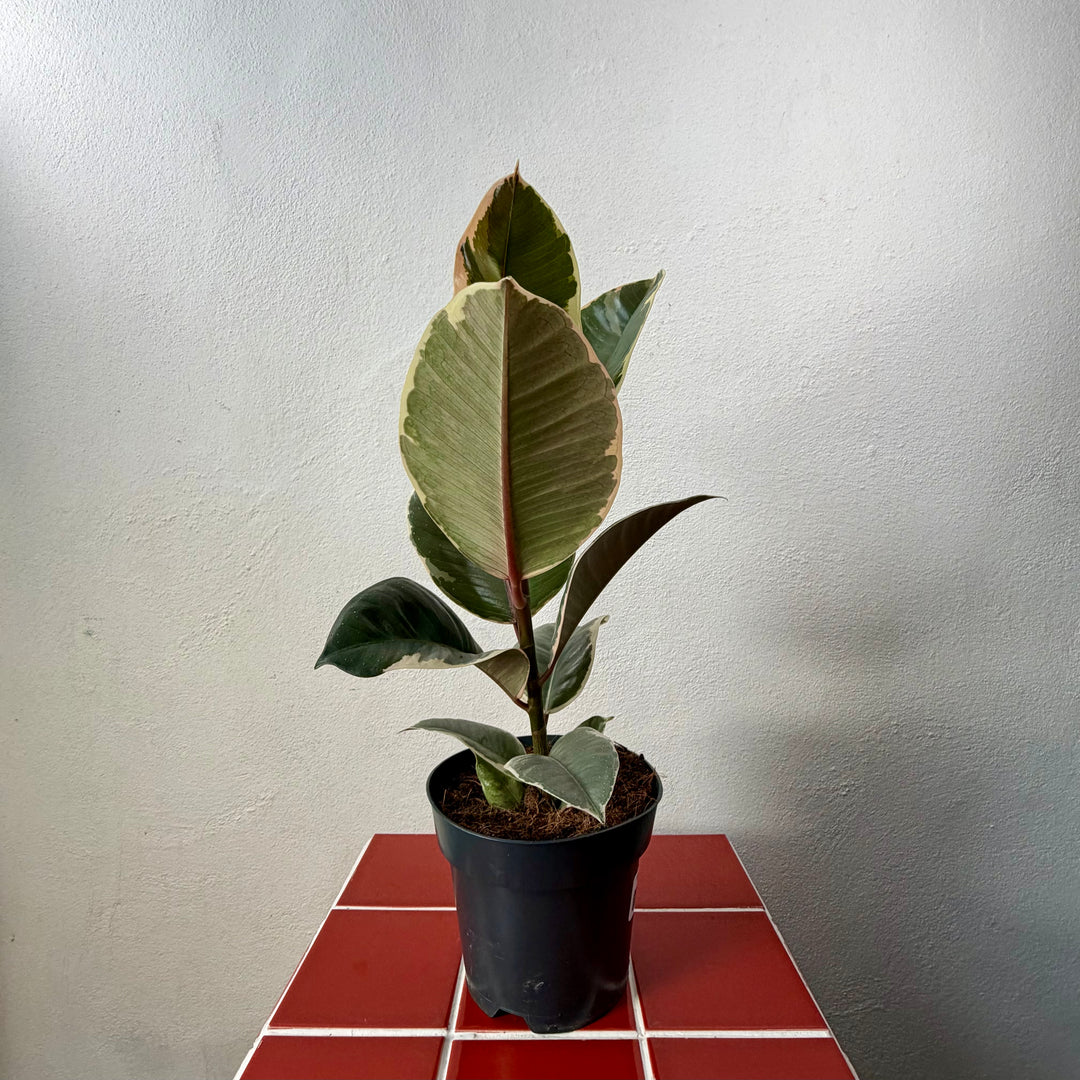 Ficus elastica lucky dip – Rubber Plant