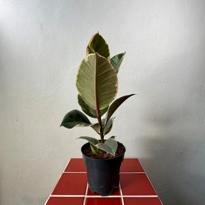 Ficus elastica lucky dip – Rubber Plant