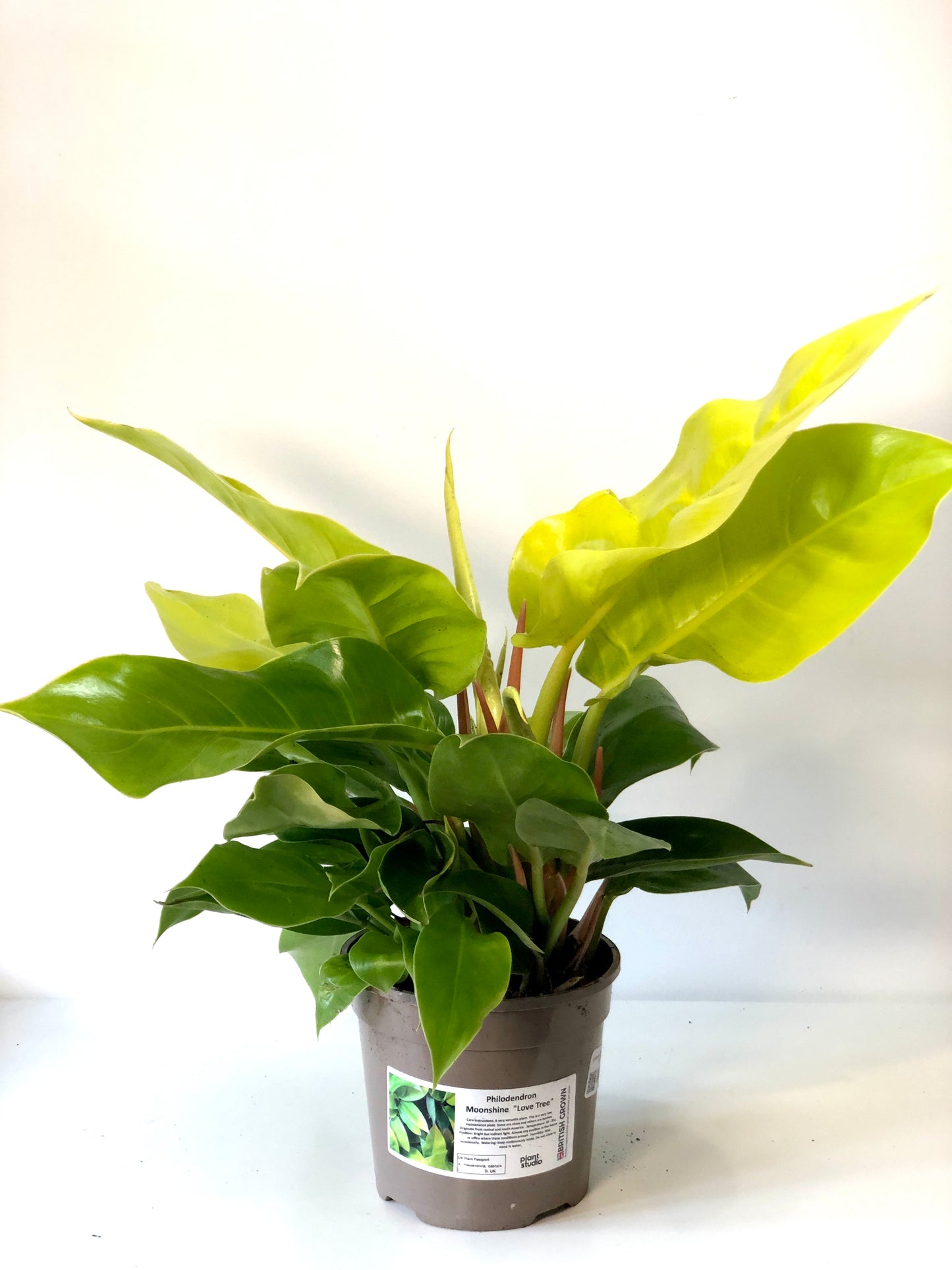 Philodendron Moon Shine