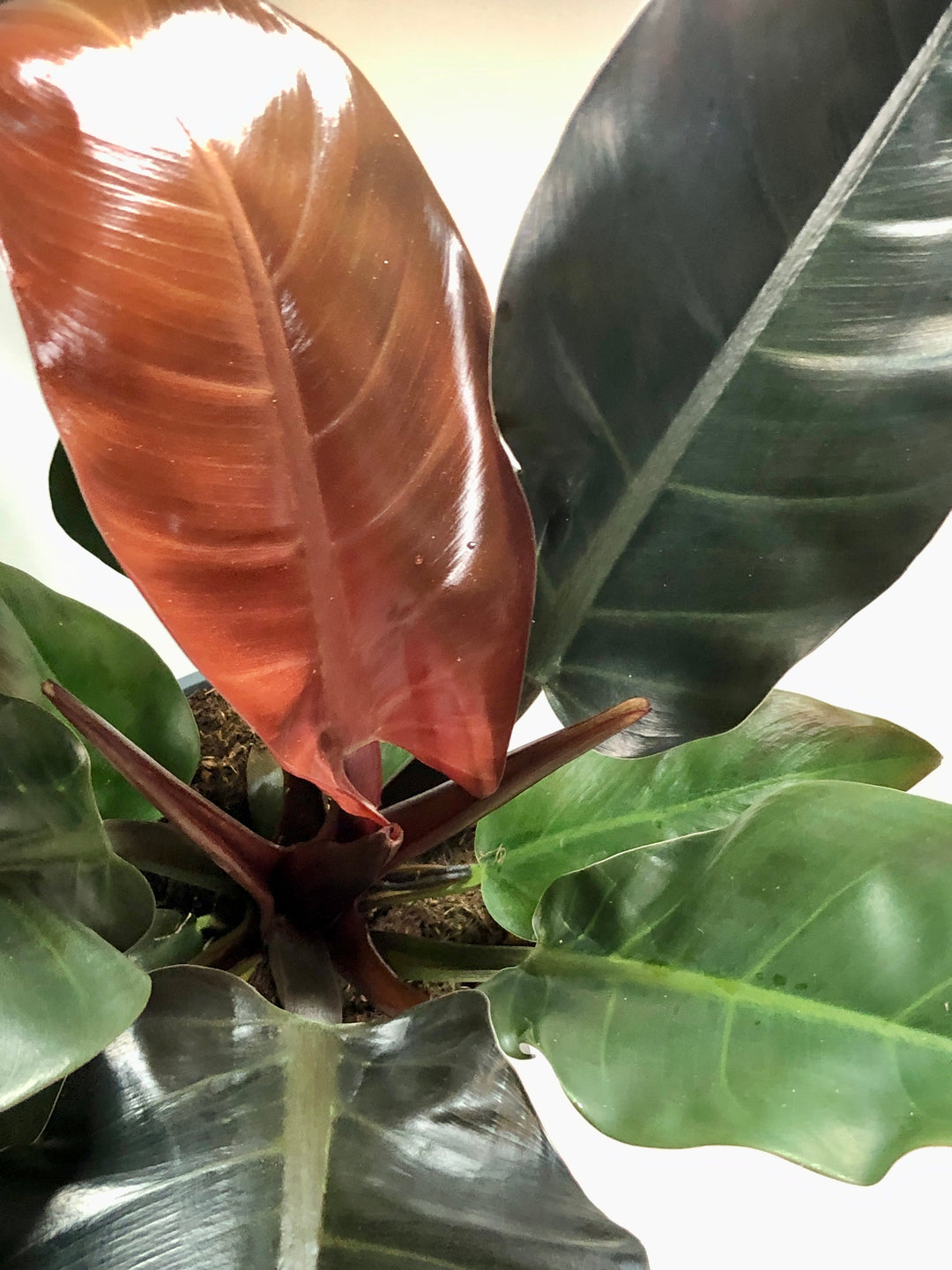 Philodendron Imperial Red