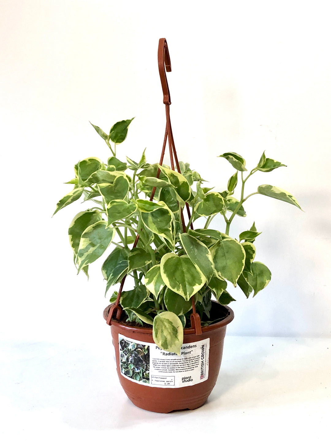 Peperomia Scandens