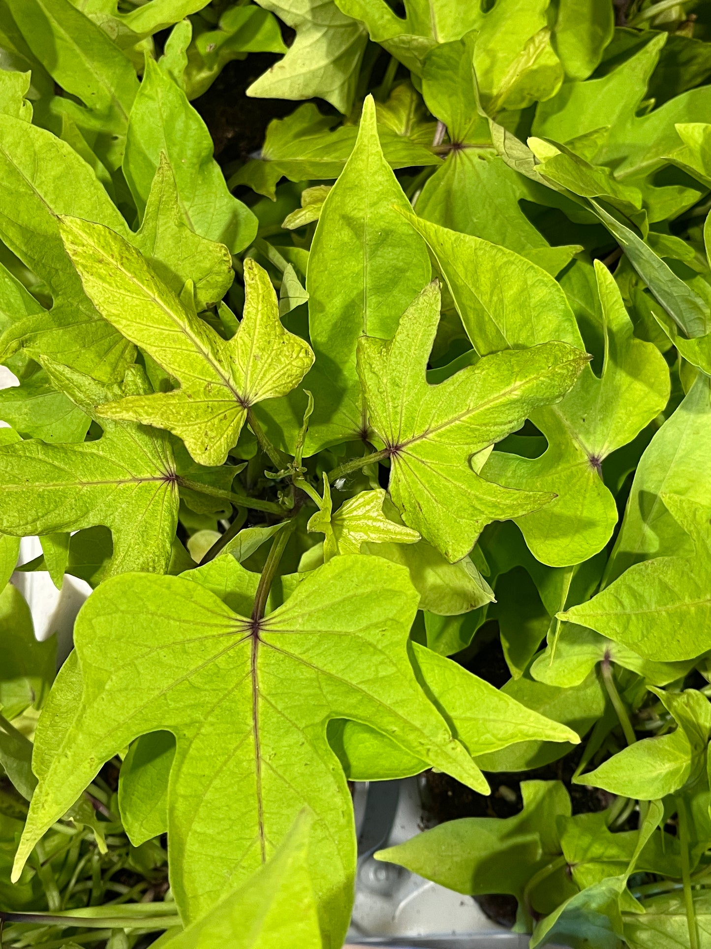 ipomea batatas - Sweet potato vine