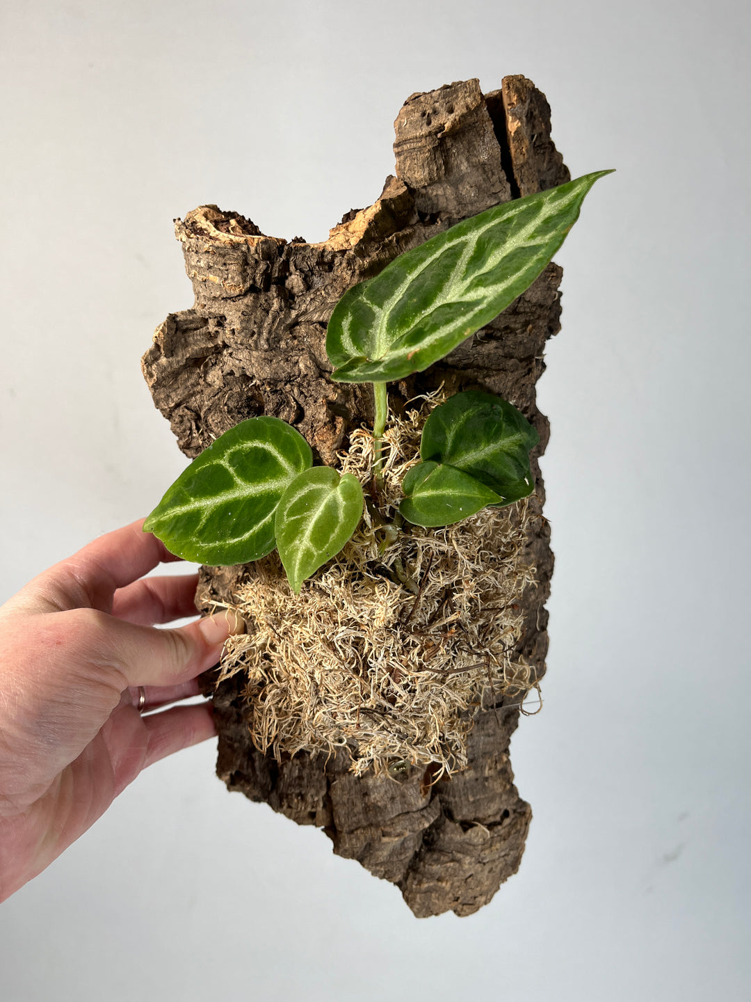 Cork Mounted Plant