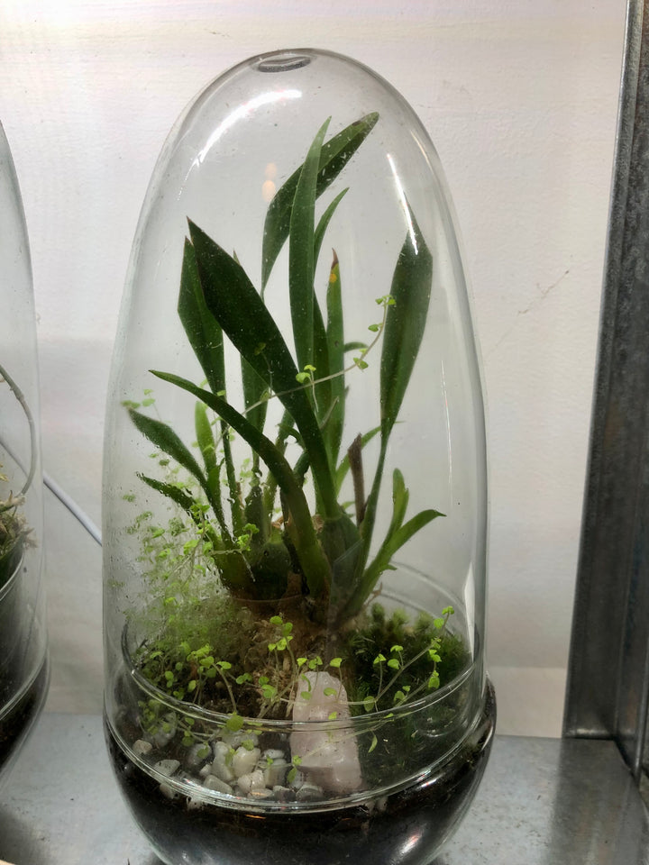 Plant.Studio Glass Terrarium Phil Plant Studio Terrarium lucky dip