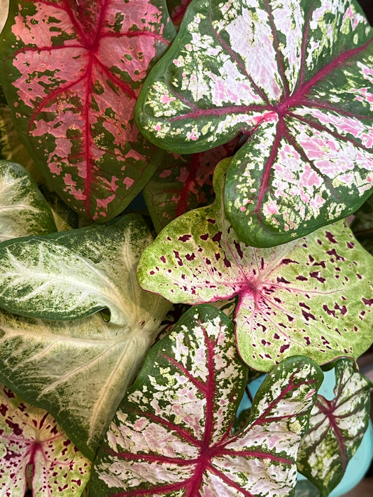 Caladium Mix