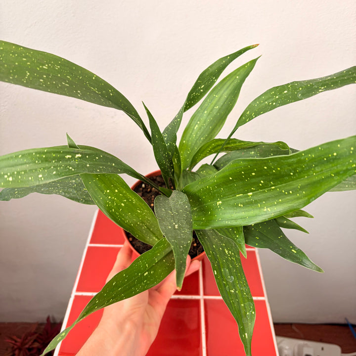 Aspidistra elatior 'Milky Way' - Milky Way Cast Iron Plant