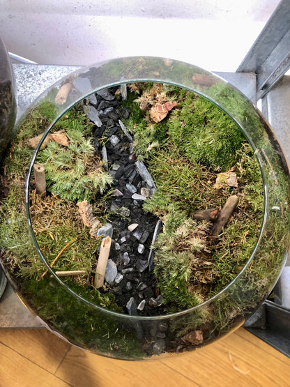 Glass Bowl Plant Studio Terrarium