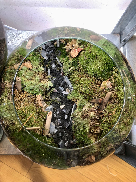 Glass Bowl Plant Studio Terrarium