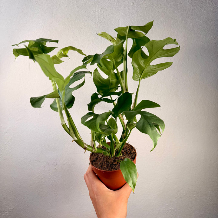 Rhaphidophora tetrasperma - Mini Monstera
