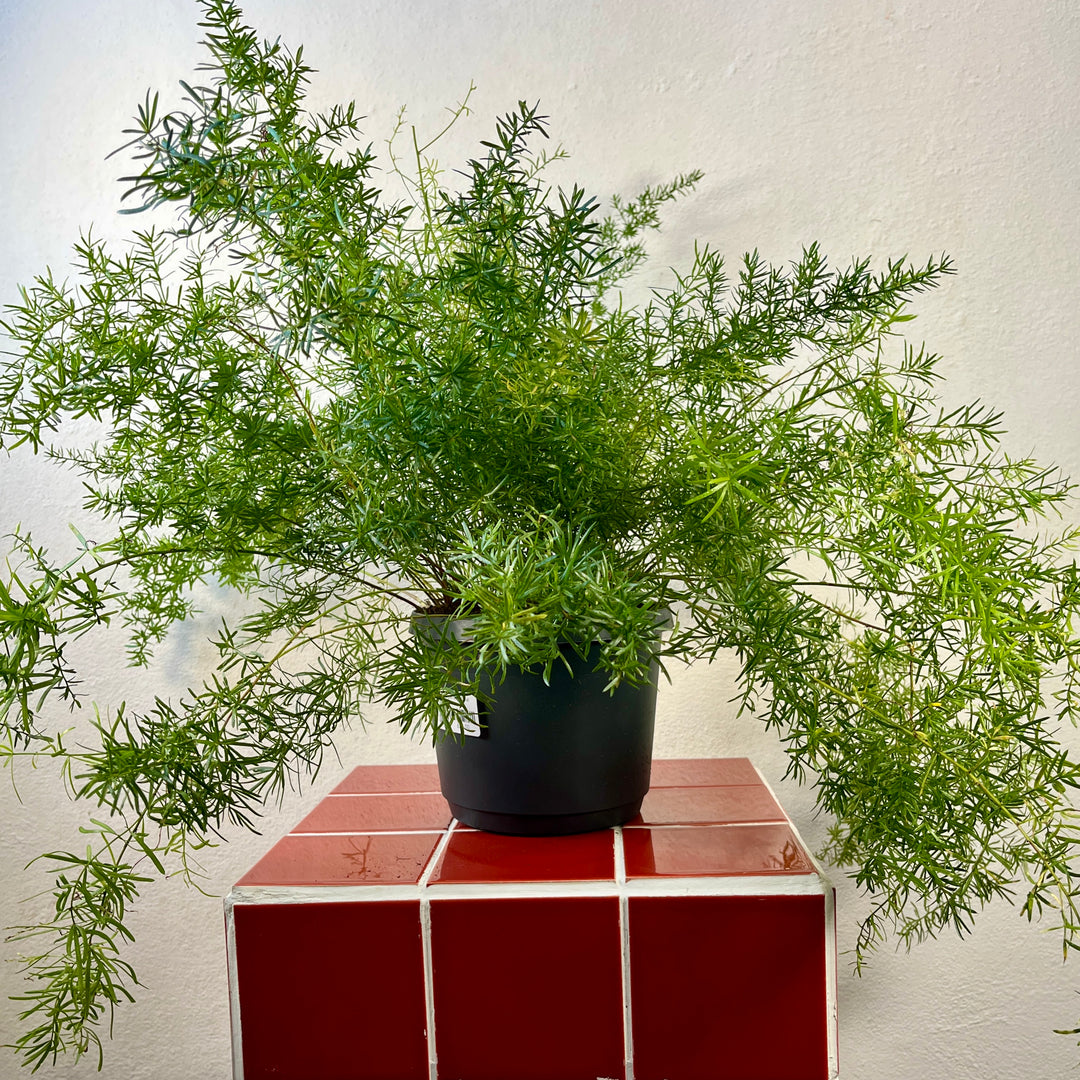 asparagus hanging plant Asparagus Densiflorus Sprengeri