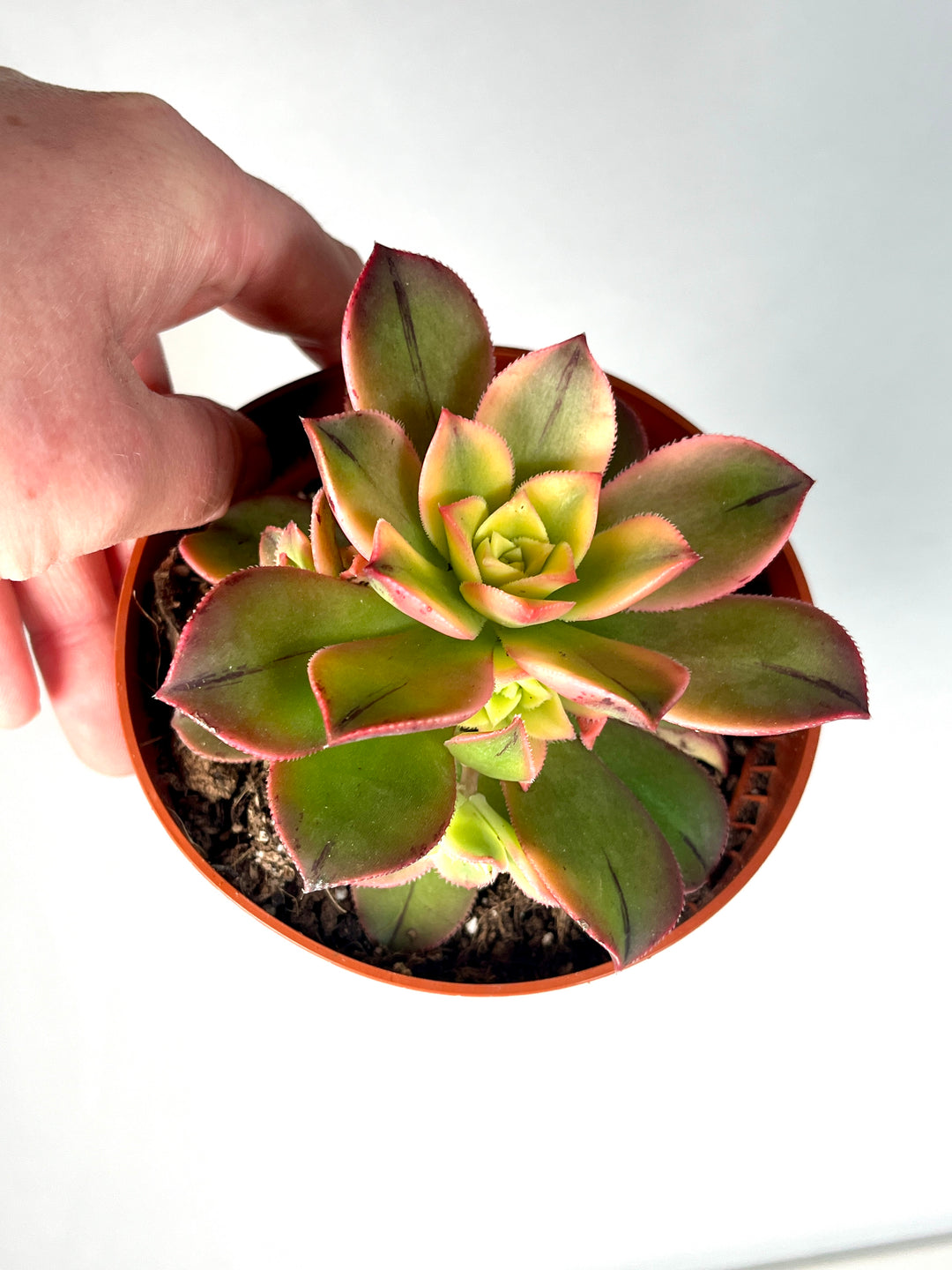 Aeonium Tricolour