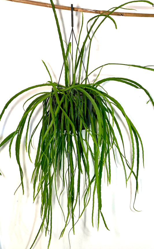 Rhipsalis Boliviana - Lepismium Bolivianum