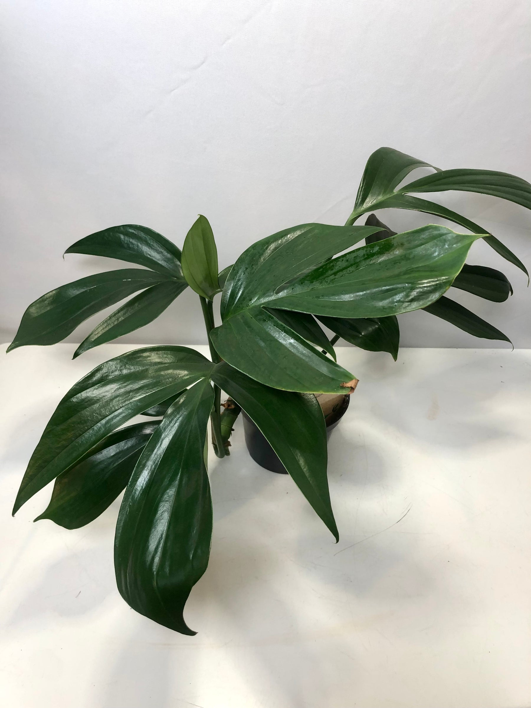 philodendron dragon tail Philodendron Dragon tail – Plant Studio
