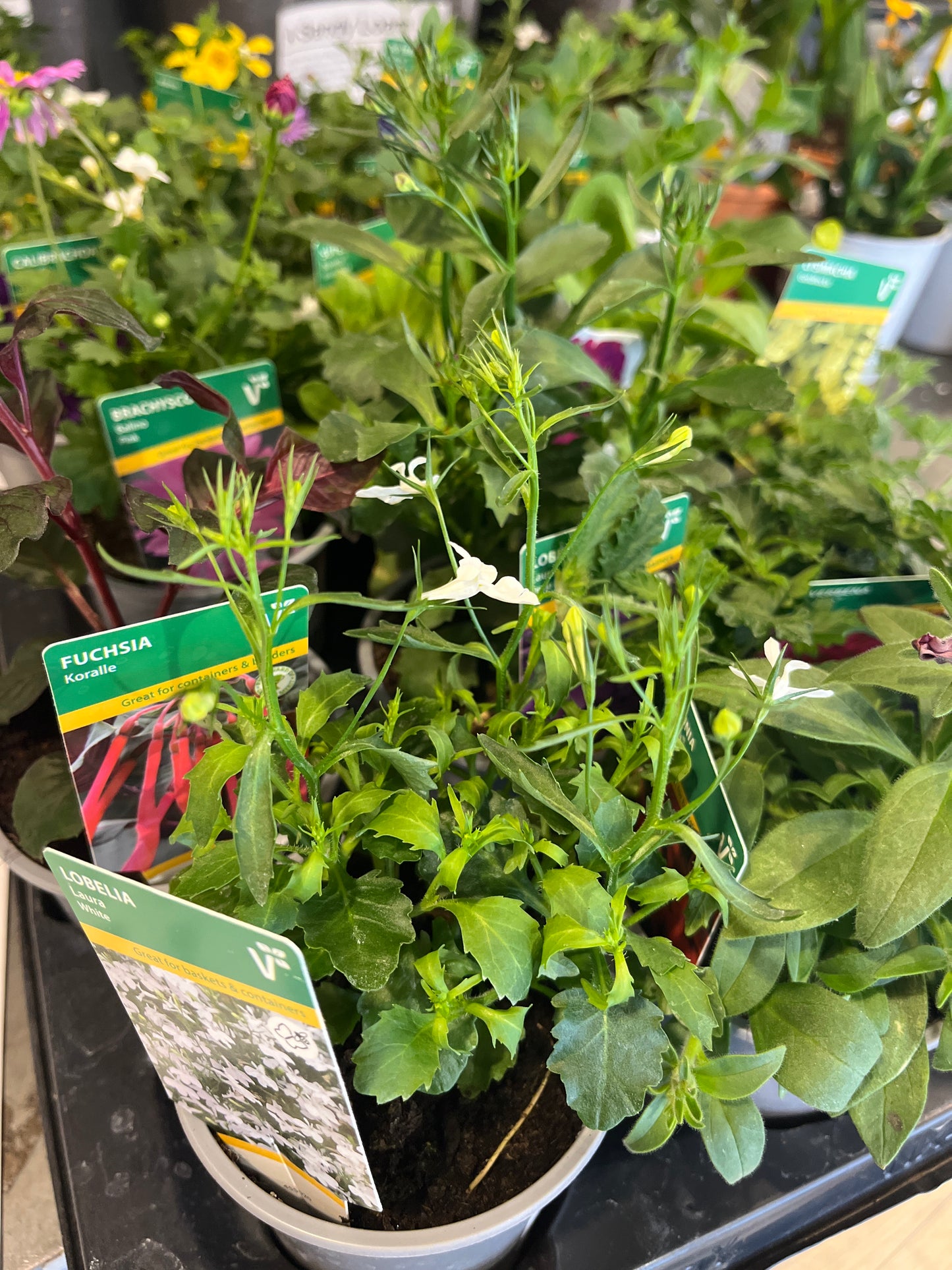 Baby basket plants