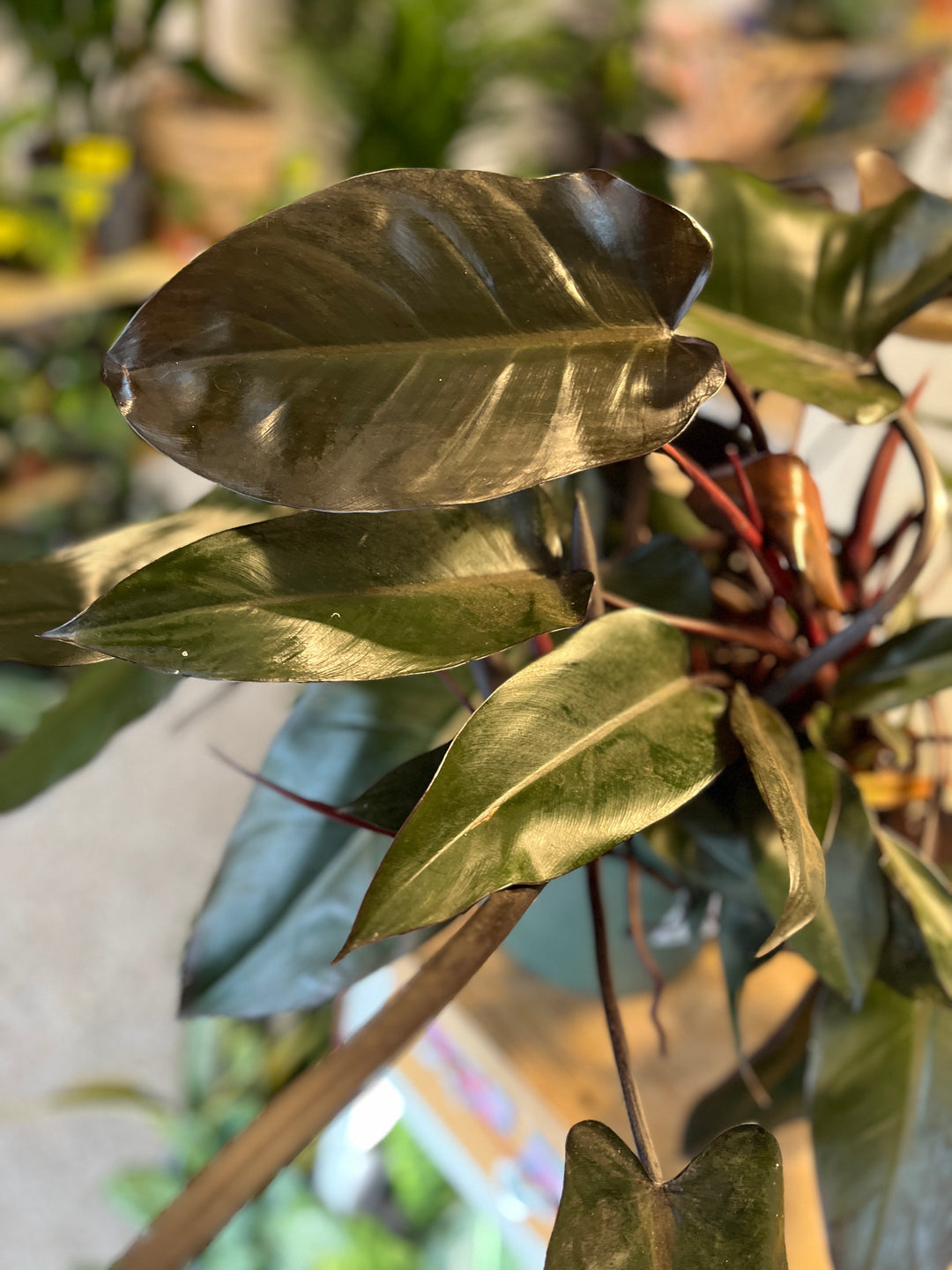 Philodendron 'lisa'