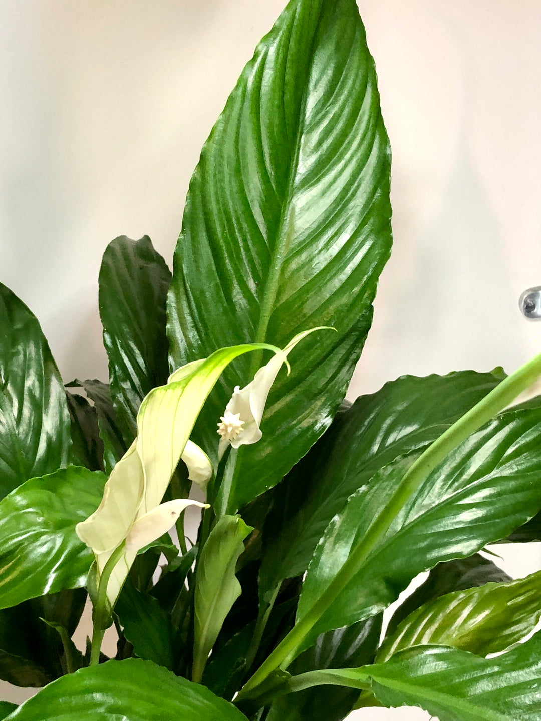 Spathiphyllum Sweet Chico - peace lilly