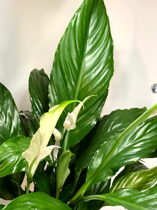 Spathiphyllum Sweet Chico - peace lilly