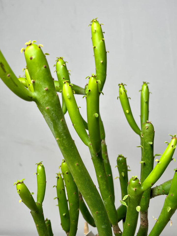 Euphorbia Cedorum