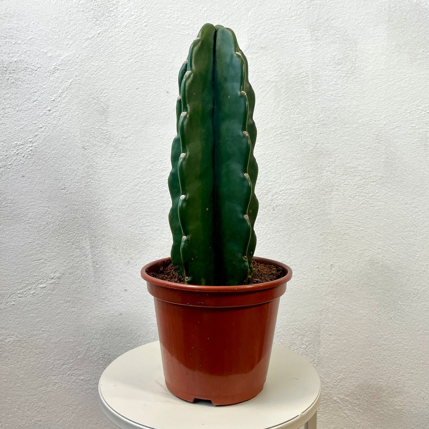 Cuddly Cactus -Cereus jamacaru hybrid- – Spineless Wonder
