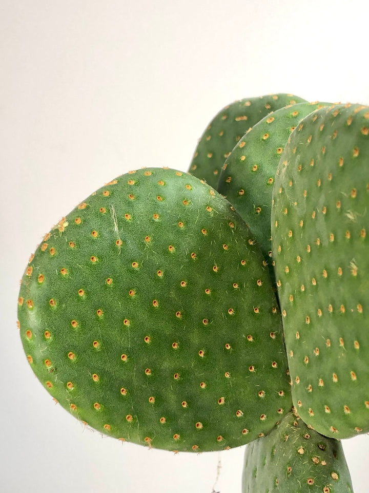 Opuntia microdasys inermis