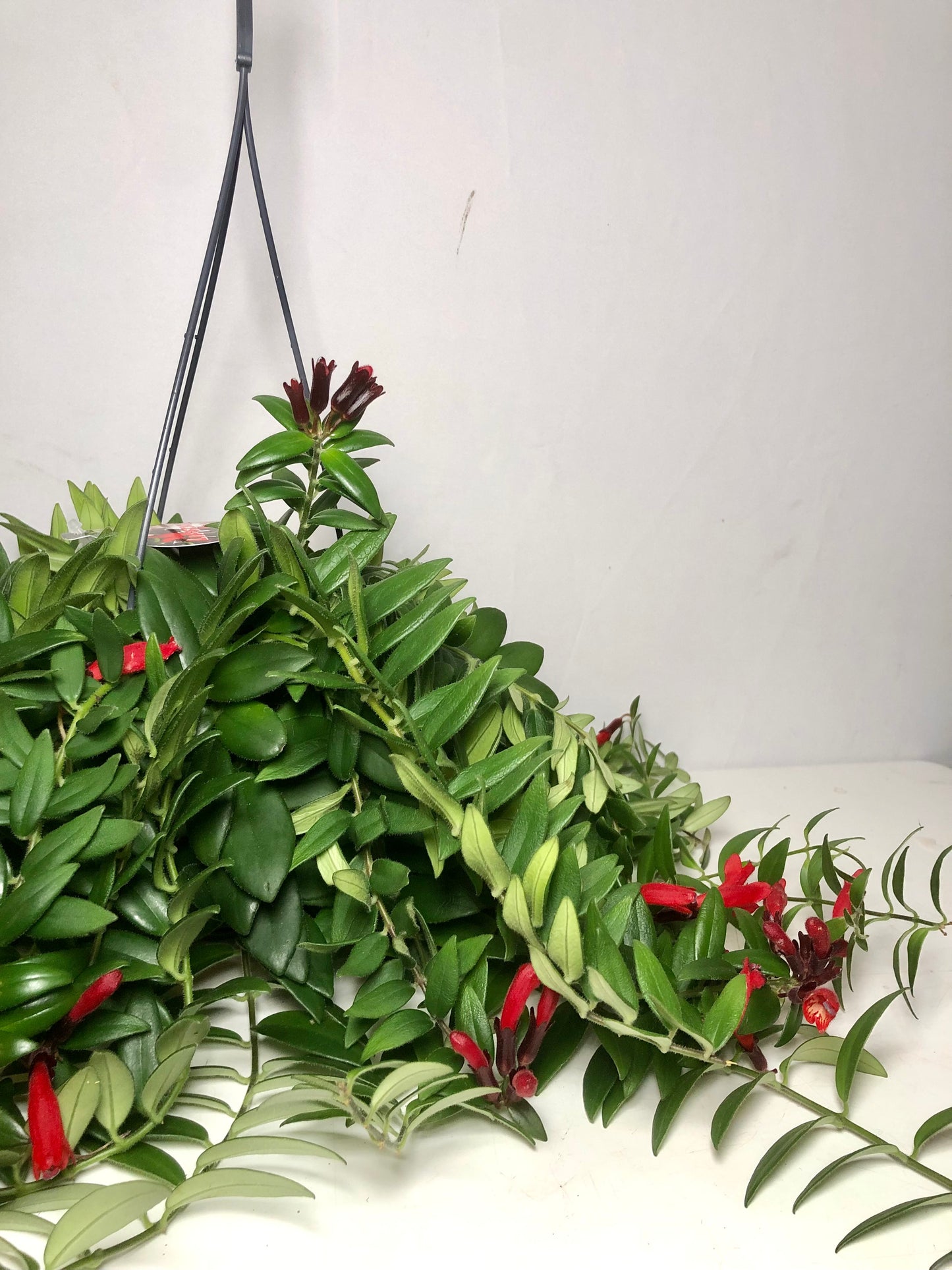 Aeschynanthus 'Caroline' - lipstick plant