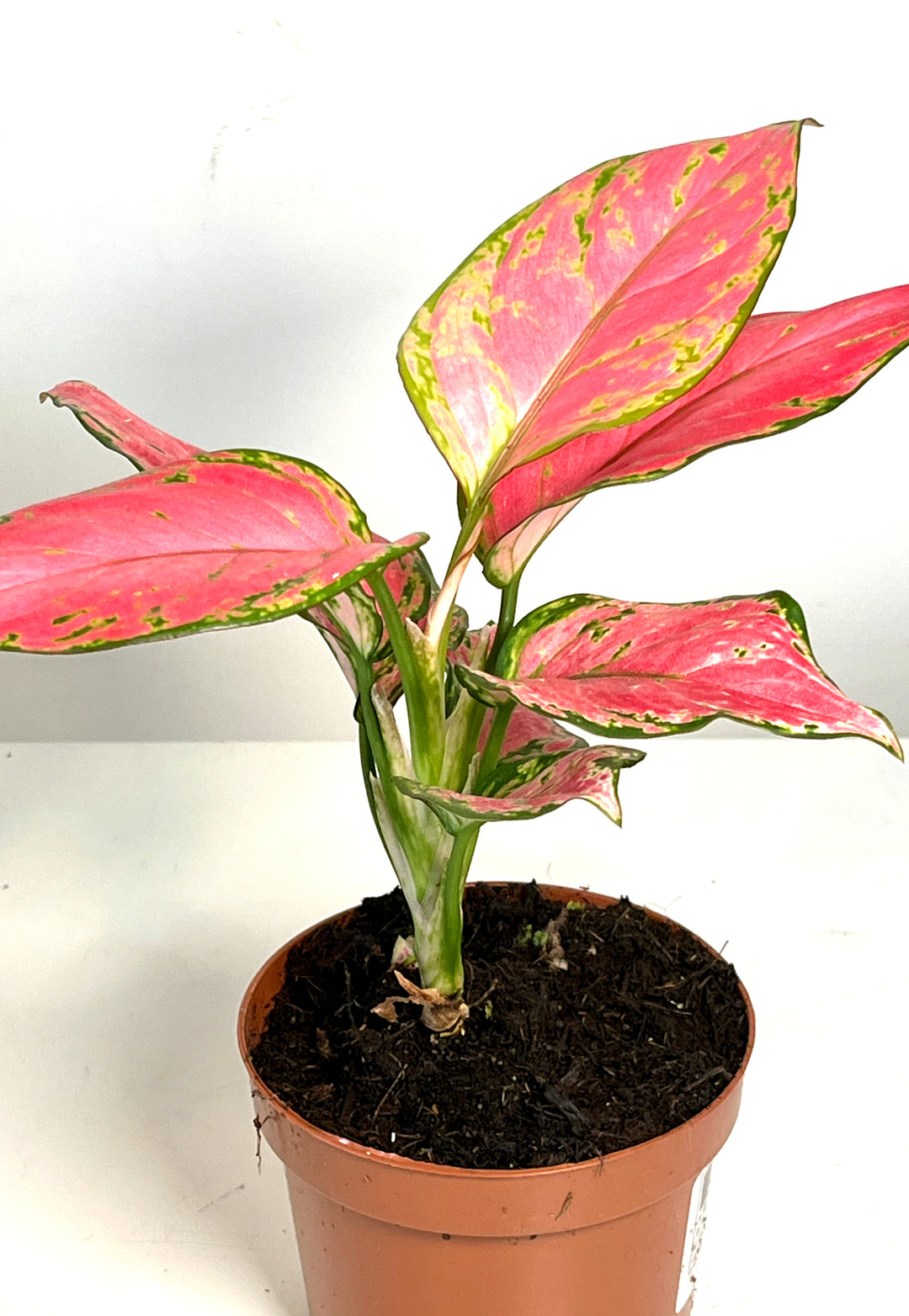 Aglaonema pink