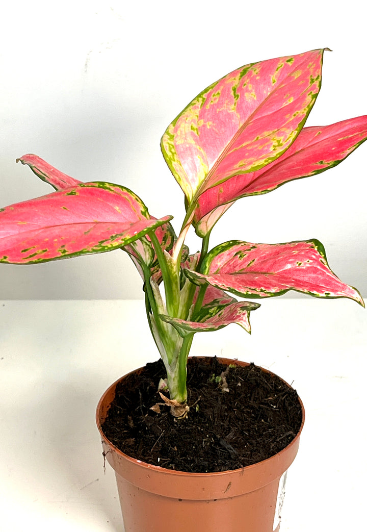 Aglaonema pink